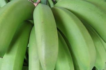 菲律宾计划可持续地增加香蕉和菠萝的产量